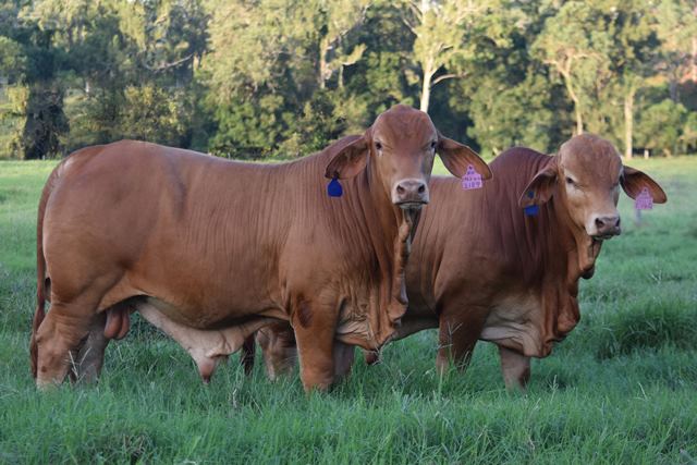 FAB Bulls 2022